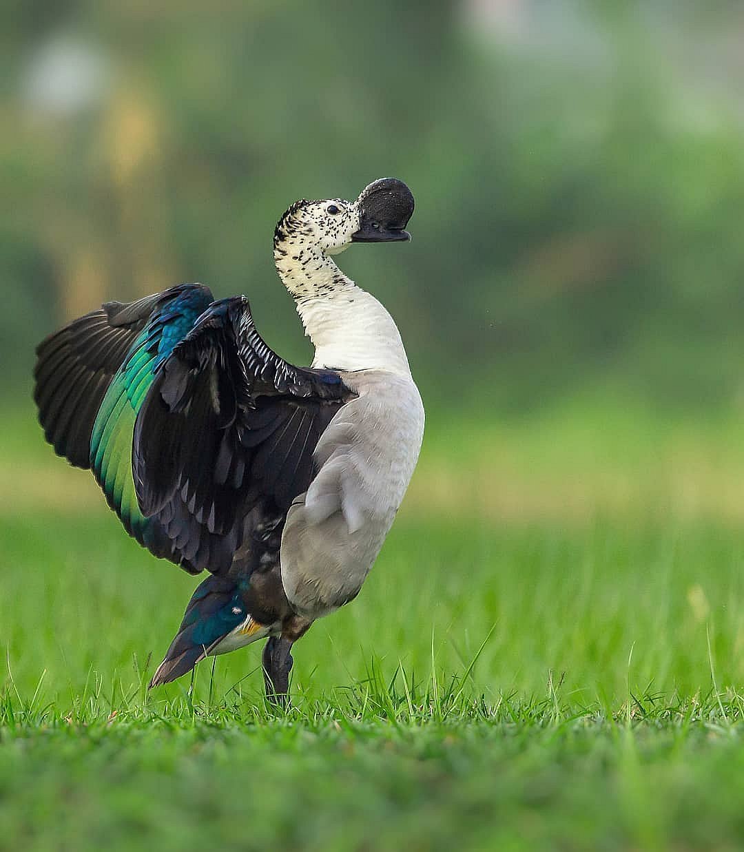 Knob-billed duck
